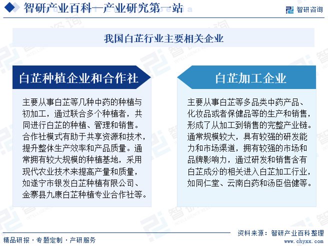 白芷应用市场在哪下载(白芷除了临床应用食物调料外,还有什么应用??)下载