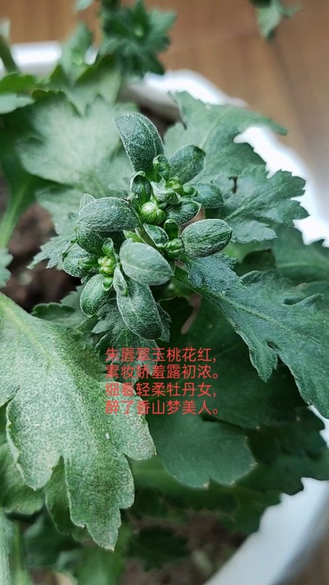 桃花美人应用软件下载(桃花美人应用软件下载免费)下载